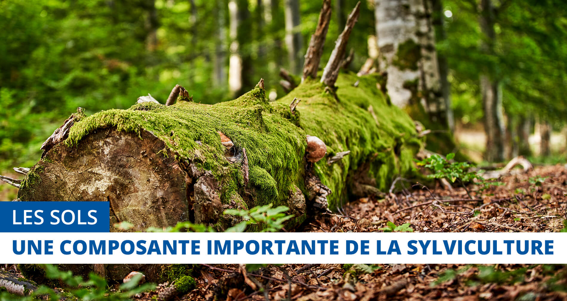 Les sols, une composante importante de la sylviculture