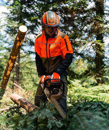 Personne portant un casque forestier et des vtements anti-coupure abattant un arbre avec une trononneuse dans une fort de conifres.