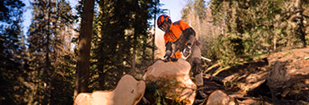 Travailleur forestier en vtements de protection anti-coupure utilisant une trononneuse pour dcouper une grosse bille de bois en fort sous la lumire du soleil.