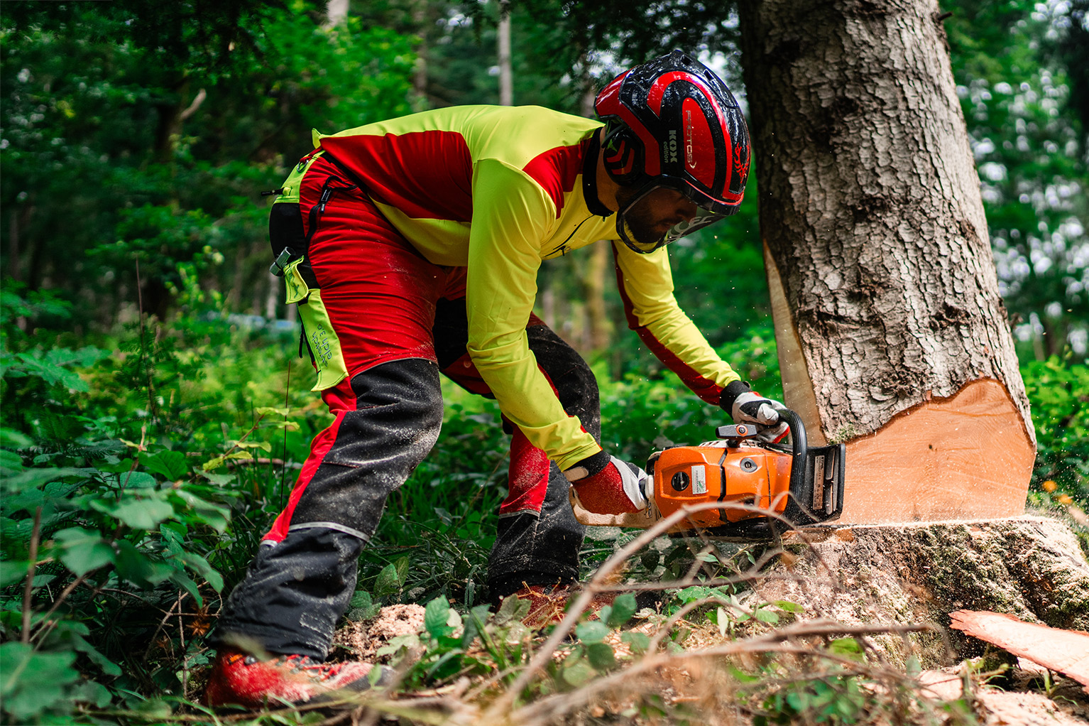 Une personne en tenue de protection avec casque r�alise en for�t une coupe d’abattage � la tron�onneuse sur un arbre.