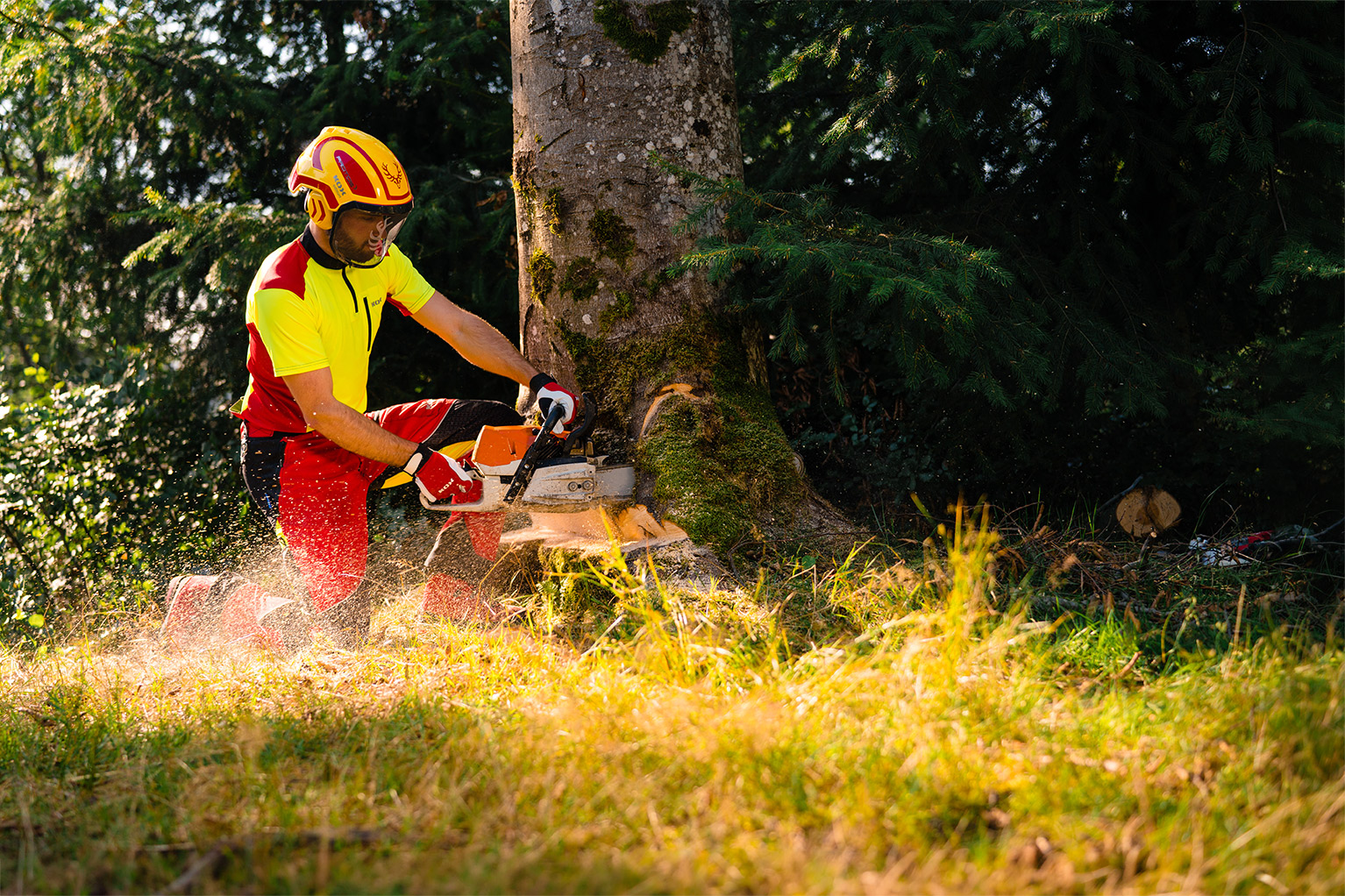 Un ouvrier forestier en tenue de protection jaune et rouge entaille un arbre sur pied avec une tron�onneuse, tandis que des copeaux de bois volent dans l’air.