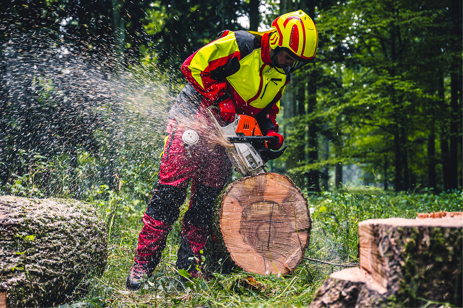 Un ouvrier forestier en tenue de protection jaune et rouge d�coupe un gros tronc � la tron�onneuse, tandis que des copeaux de bois volent dans l’air.