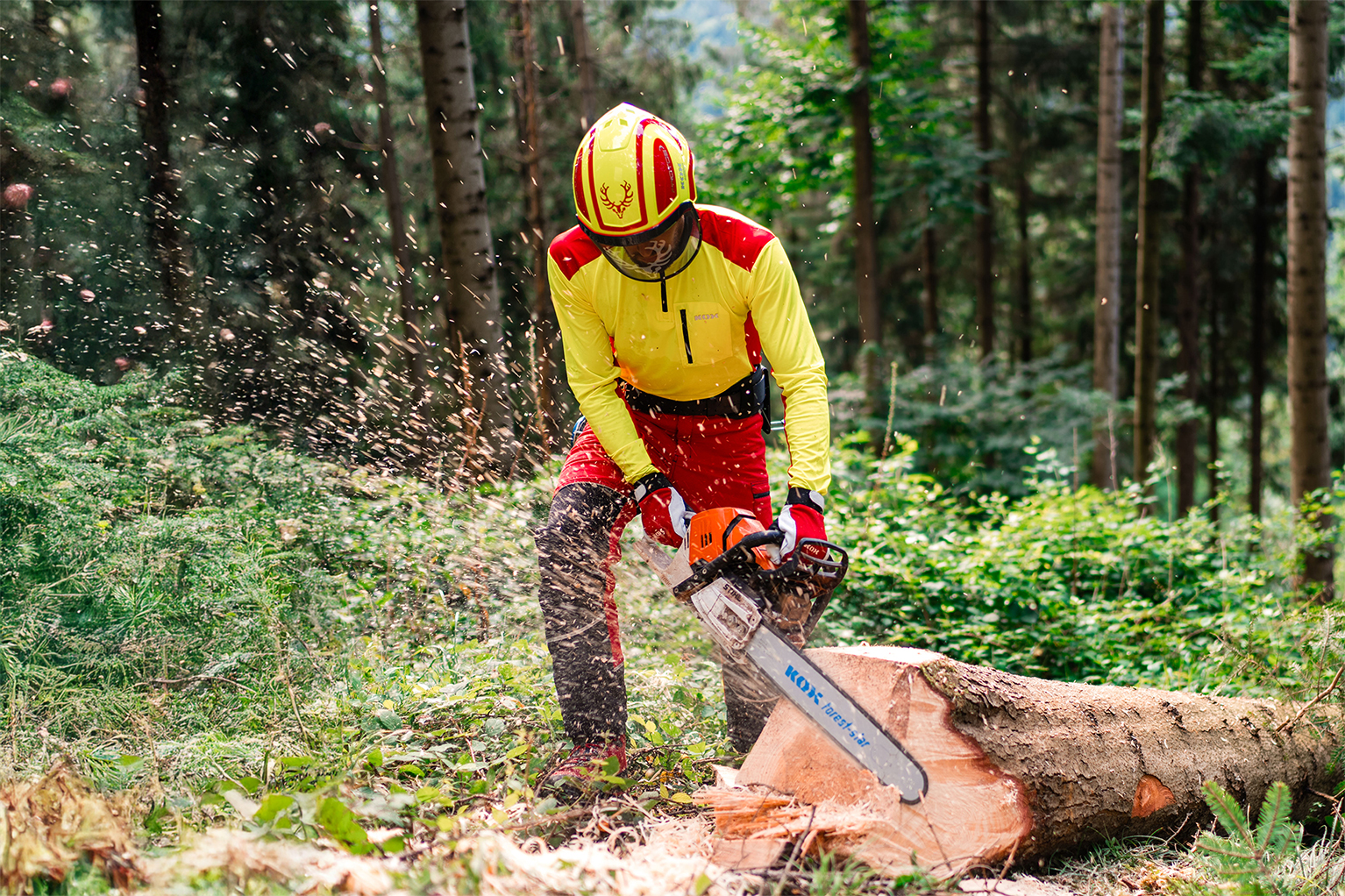 Un ouvrier forestier en tenue de protection jaune et rouge d�coupe un tronc couch� � la tron�onneuse dans la for�t.