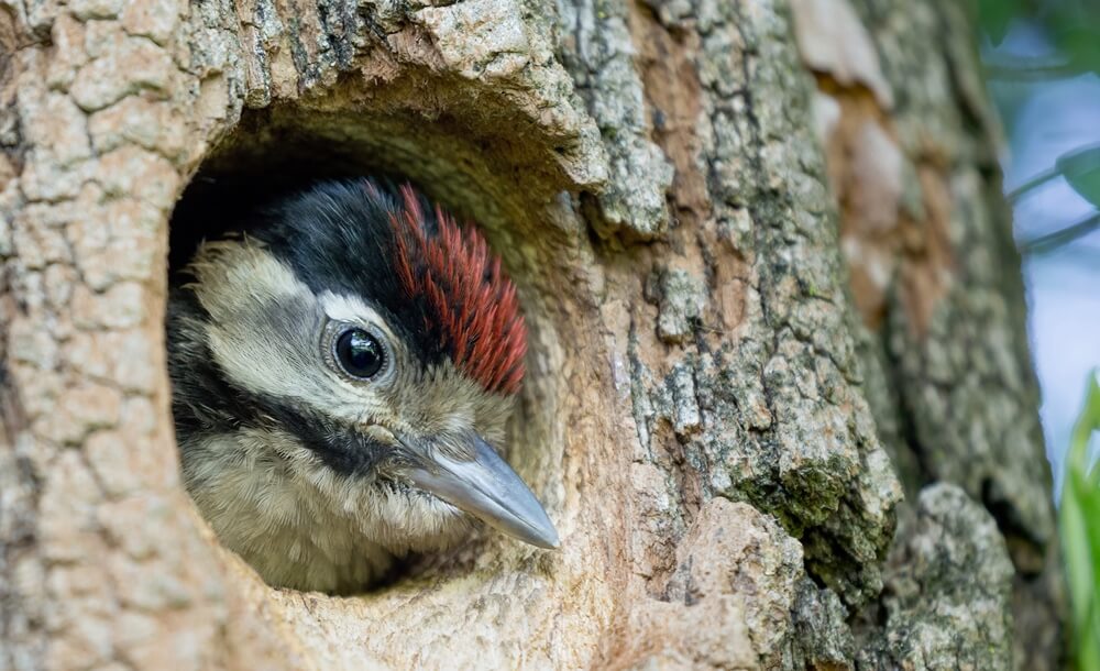 190910_KOX_Blog_Oktober_FR-Totholz_4