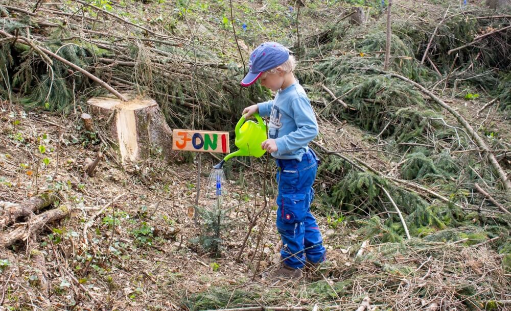 L'entretien des jeunes peuplements