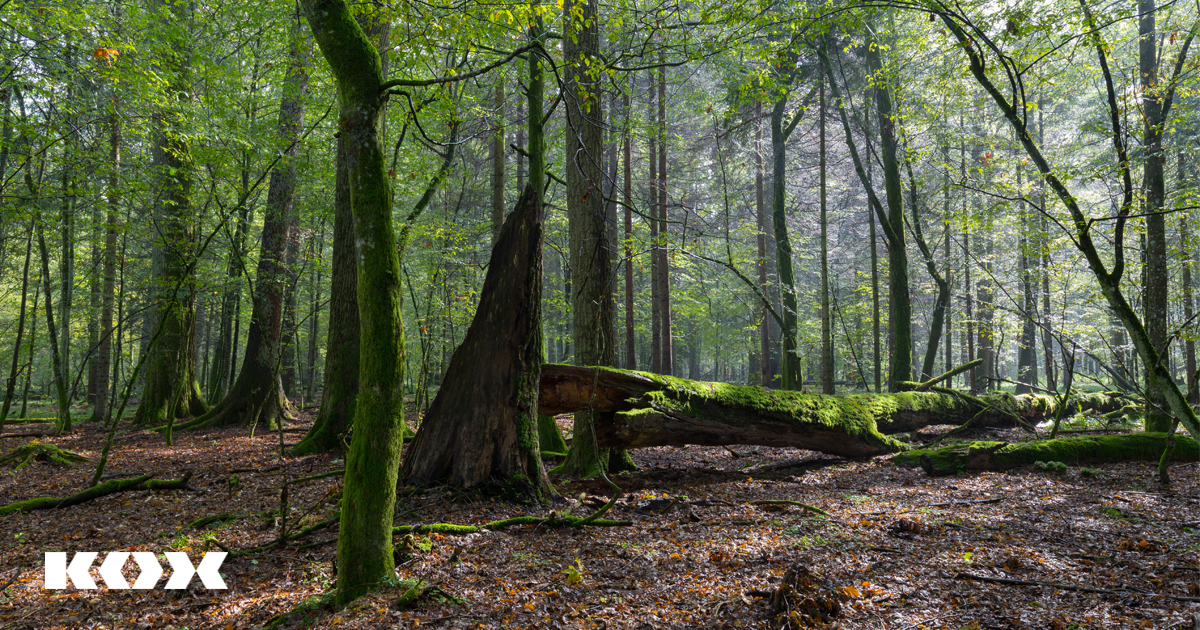 Nhrstoffarme Waldbden