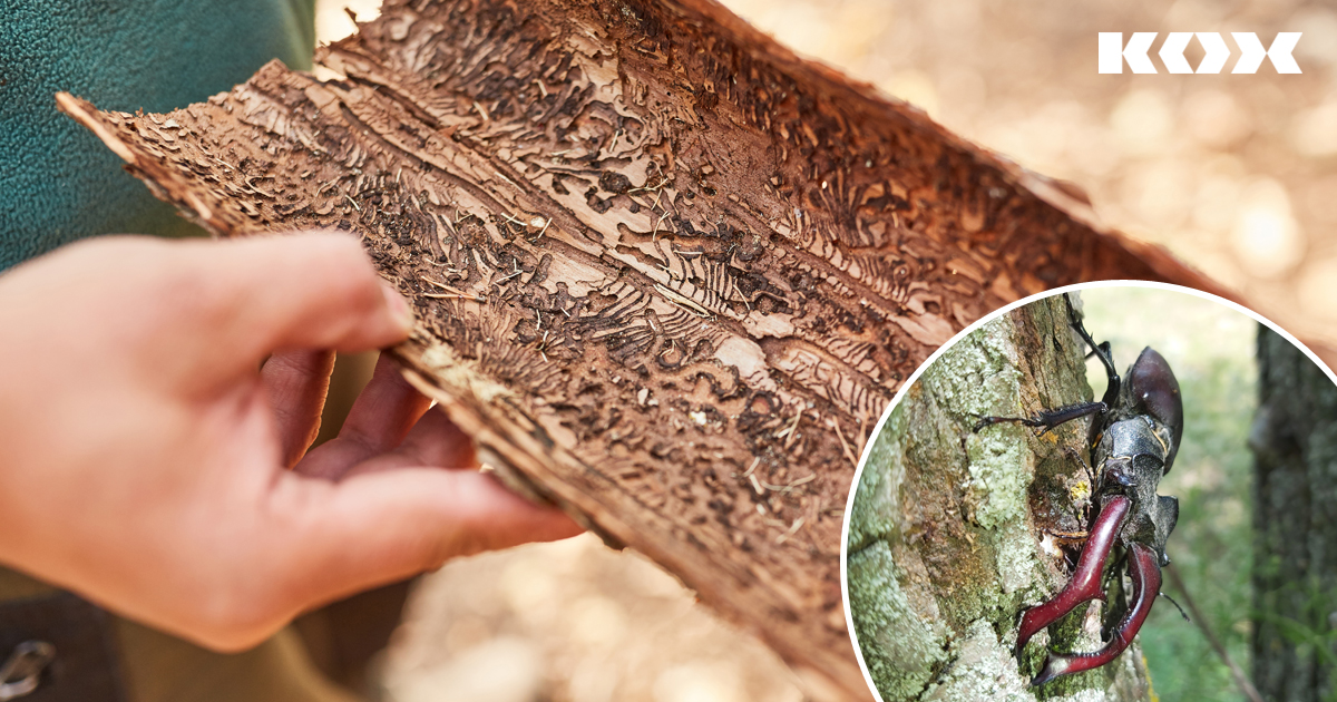 lutter contre les scolytes