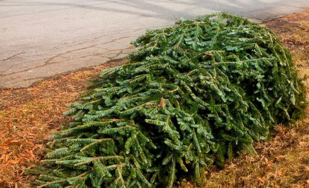 Recyclage du sapin de Nol - Se dbarrasser du sapin de Nol de manire cologique et responsable