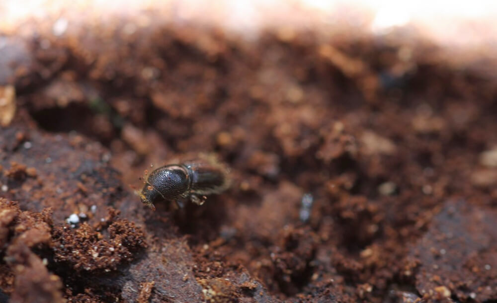 Reconnatre les scolytes dans son propre jardin  temps