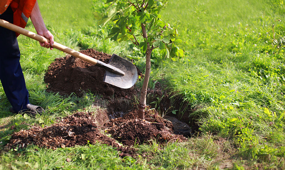 conseils-astuces-jardin-entretien-arbres-fruitiers-2019-recolter-fruits-blog-planter