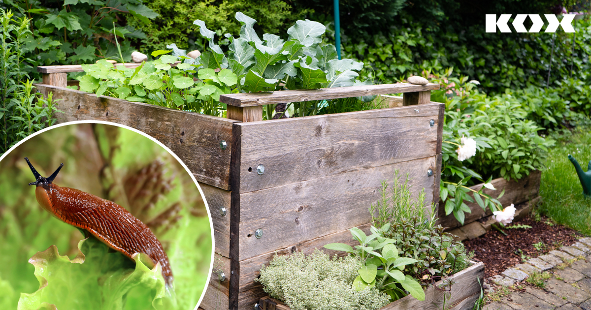 Conseils contre les limaces