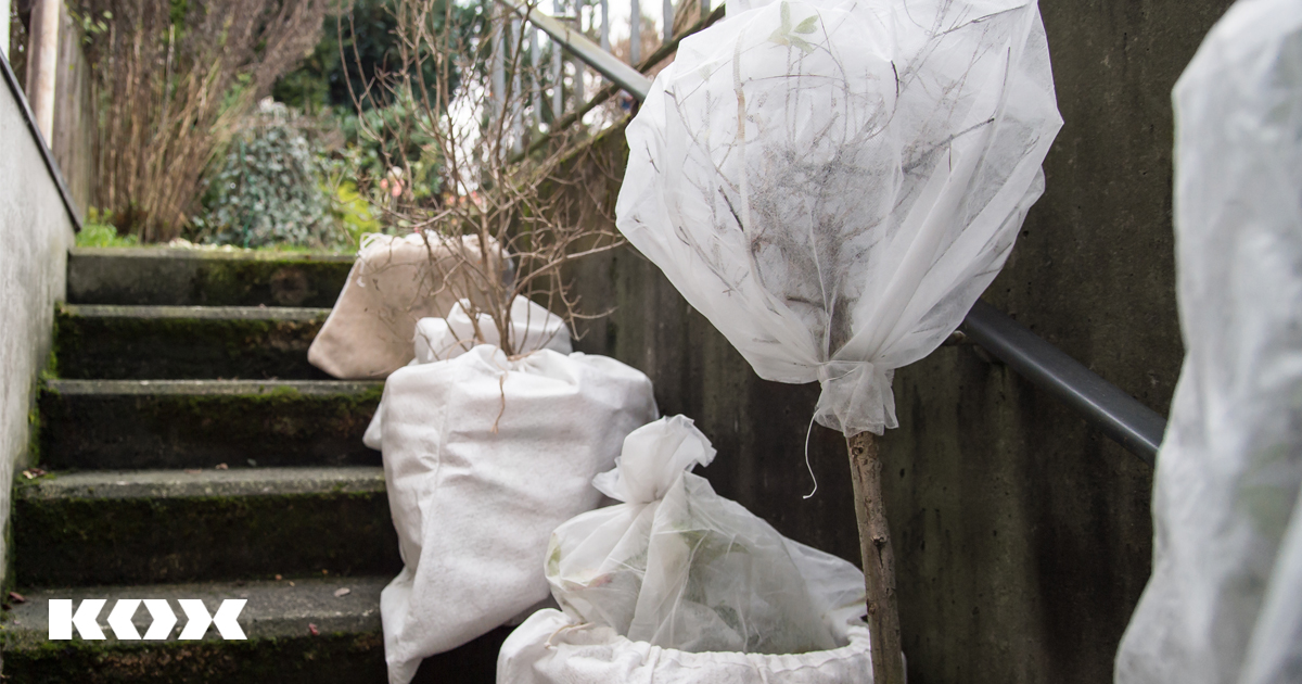 hibernation correcte des plantes en pot